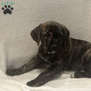 Jenna, Golden Retriever Mix Puppy